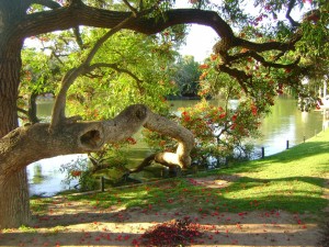 Un gran árbol junto al lago