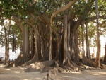 Ficus gigante