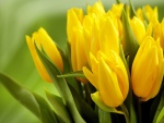 Tulipanes amarillos con sus hojas verdes