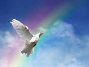 Paloma volando frente a un arco iris