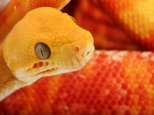 Postal: Una bonita serpiente naranja