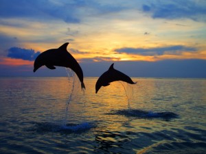 Delfines al atardecer