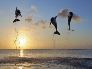 Delfines en el aire al atardecer