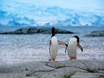 Dos pingüinos en la roca
