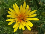 Flor amarilla plagada de insectos