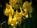 Narcisos amarillos entre sol y sombra