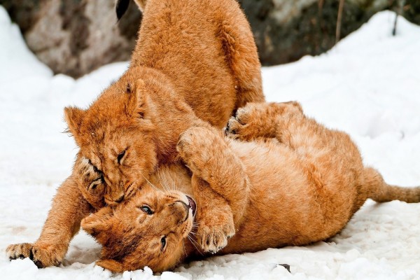 Dos cachorros de león jugando en la nieve