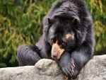 Un oso triste