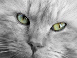 La cara y ojos de un precioso gato