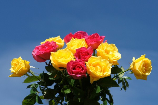 Rosas amarillas y rosas recién regadas