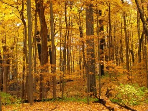 Un bosque con los colores del otoño