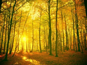 El sol iluminando el bosque