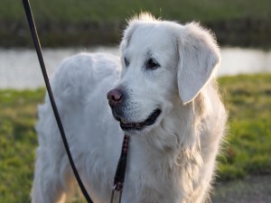 Labrador retriever de color blanco