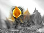 Polluelo en el nido con el pico abierto