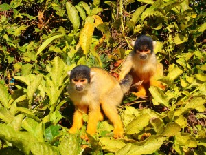 Postal: Dos monos entre las hojas