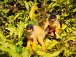 Dos monos entre las hojas