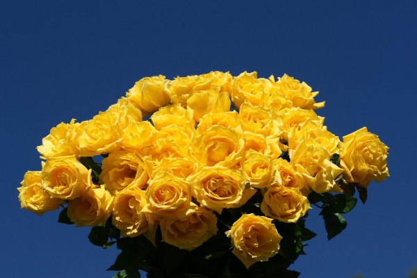 Rosas amarillas en un fondo azul