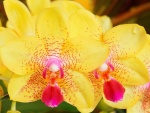 Gotas de agua en la orquídea amarilla