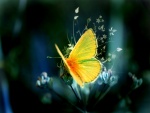 Mariposa amarilla sobre la flor