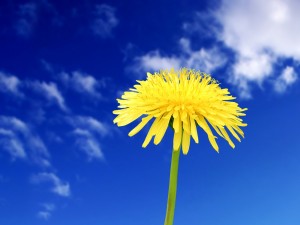Una flor amarilla y el cielo azul