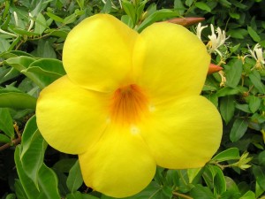Flor de un intenso color amarillo