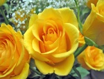 Rosas amarillas en un ramo