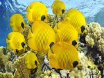 Bonitos y grandes peces de color amarillo