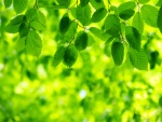 Ramas con hojas verdes