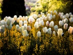 Jardín con tulipanes blancos y flores amarillas