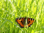 Una mariposa en la hierba