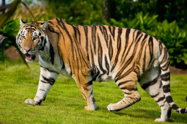 Un precioso tigre caminando en la hierba