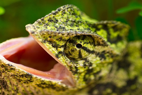 La boca abierta del camaleón