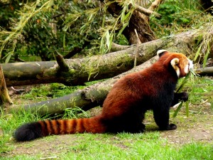 Panda rojo comiendo hojas