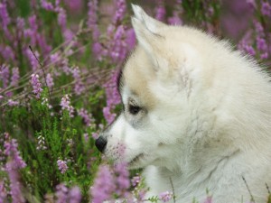 Postal: Perro mirando las flores