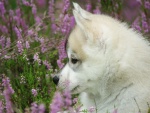 Perro mirando las flores