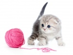 Gato jugando con un ovillo de lana
