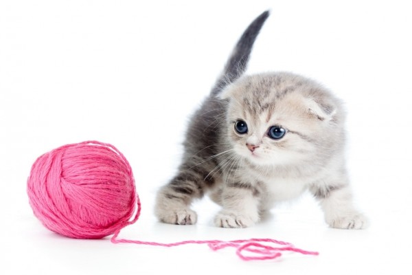Gato jugando con un ovillo de lana