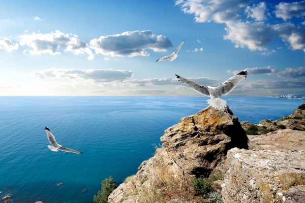 Gaviotas volando sobre el mar y las rocas