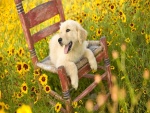 Perro en una vieja silla rodeado de flores