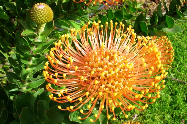 Curiosa flor anaranjada
