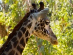 El perfil de una jirafa