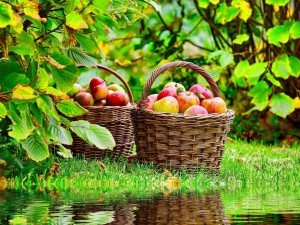 Cestas con manzanas junto al agua