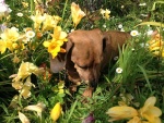 Un perro oliendo las flores