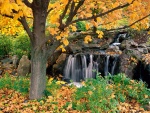Cascada y árbol en otoño
