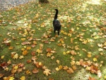 Un gato negro entre las hojas otoñales