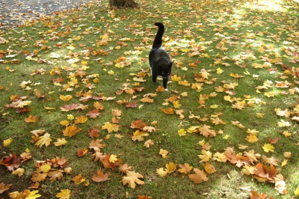Un gato negro entre las hojas otoñales