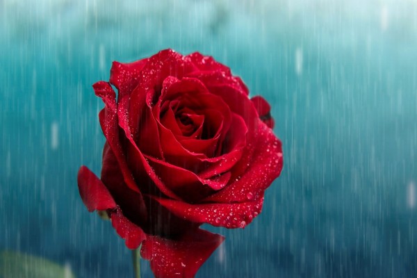 La lluvia cae sobre una rosa roja