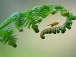 Una hermosa fotografía de un insecto