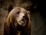 Cara de un oso triste