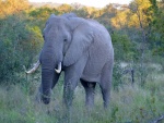 Elefante en el parque Kruger